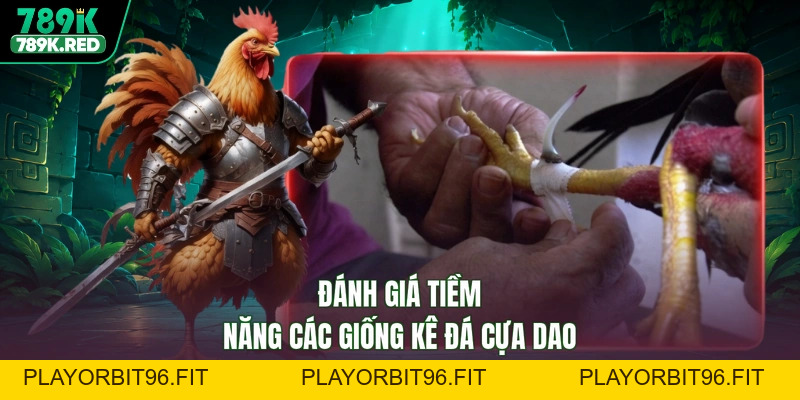Đá Gà Cựa Dao - Đấu Trường Rực Lửa, Thắng Bại Gang Tấc
