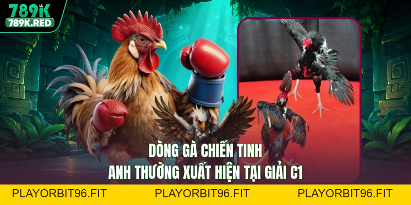 Đá Gà C1 - Đấu Trường Vang Danh, Tranh Tài Xưng Bá